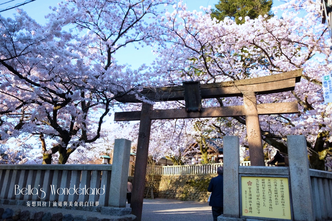 日本賞櫻 - 金澤秘境宇多須神社滿開櫻花